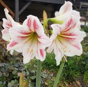 Meet your Posher, Berjuhi